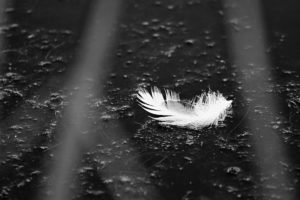 A small white feather on a black floor