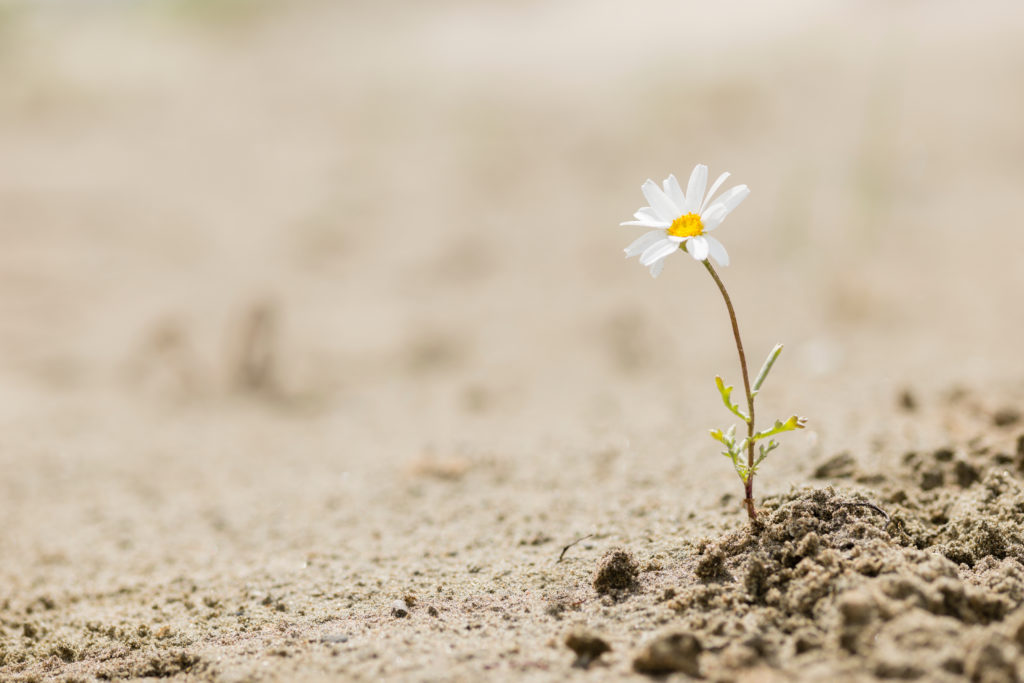A photo of dry ground with a single daisy plant growing